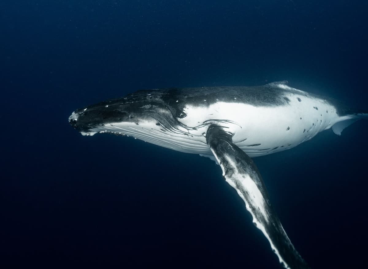 Solana Liquidity Migration: Tracking Whale Patterns and On-Chain Shifts in 2026