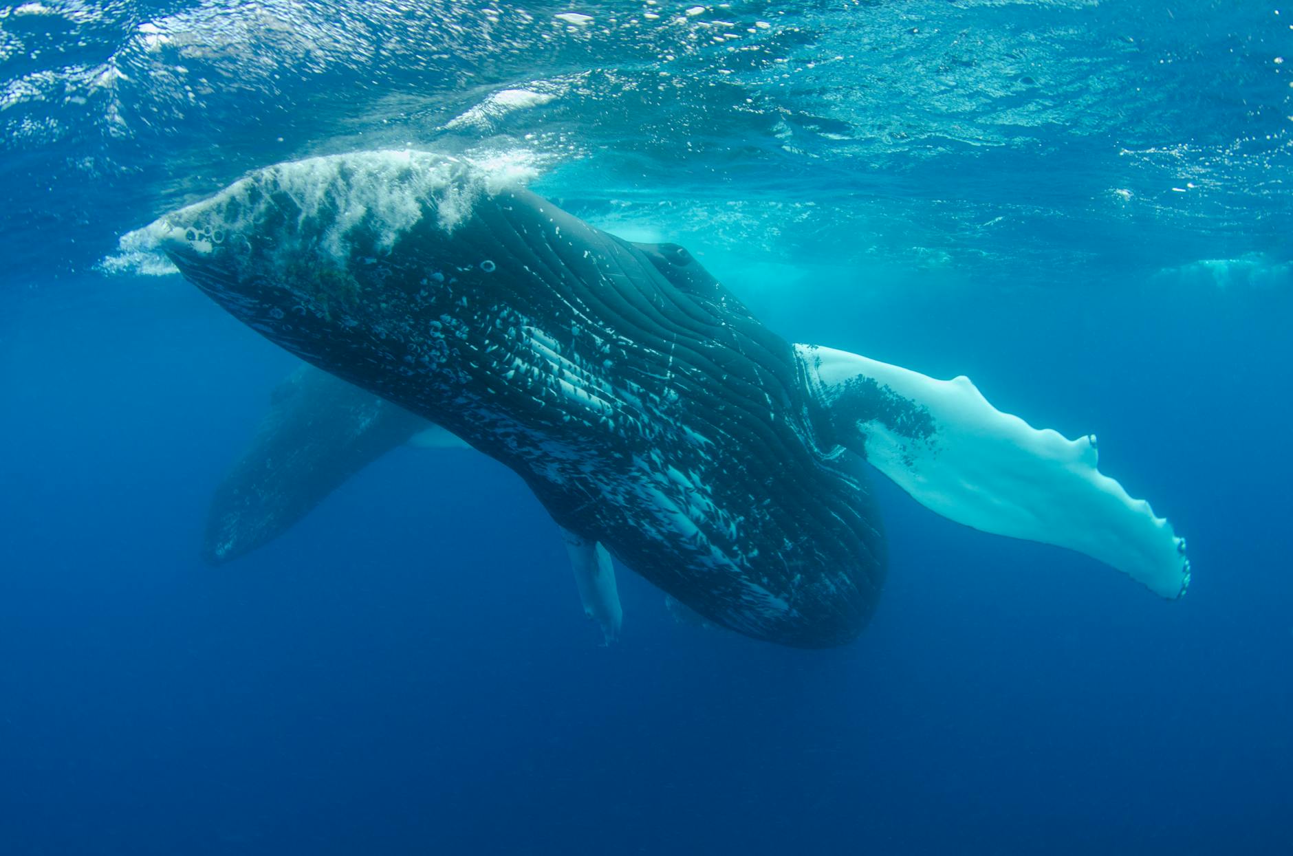 Ilustrasi: A stunning underwater photograph of a humpback whale swimming gracefully in the deep blue ocean.